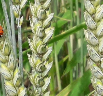 [Vidéo] Biocontrôle fongicides blé
