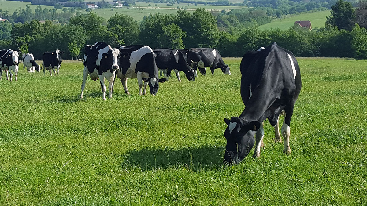 Projet ResKuh : Optimisation des ressources et développement de systèmes d’élevages durables dans la région du Rhin supérieur